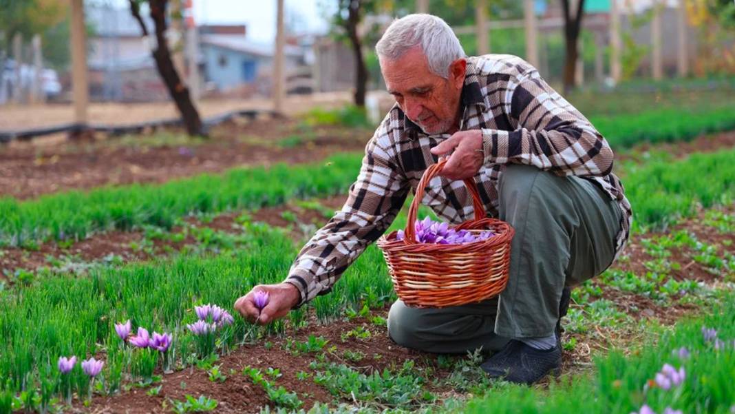 Dünyanın en pahalı baharatı! 3 yıl önce Türkiye'de keşfetti...Kilosunu 200 bin liradan satıyor 9